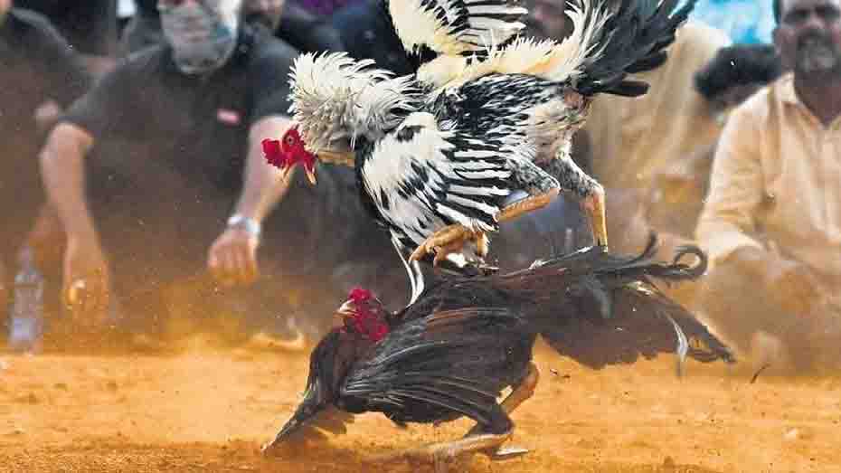 Choose the rooster with the highest number of previous victories.