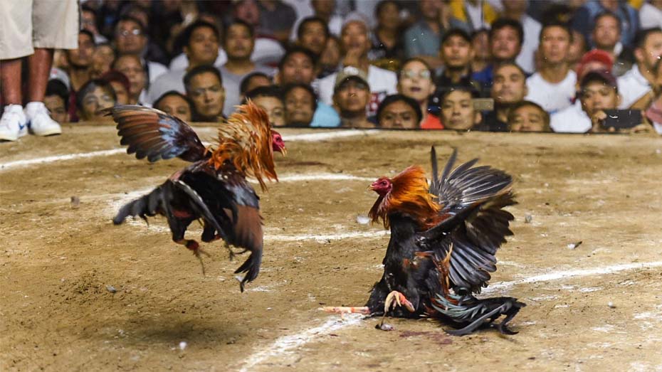 Famous Online Cockfighting Events in the Philippines