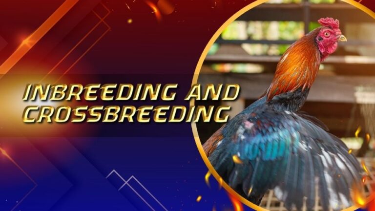 Inbreeding and Crossbreeding | Comprehensive Guide