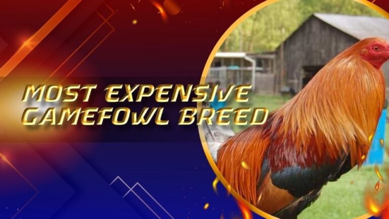 Most Expensive Gamefowl Breed