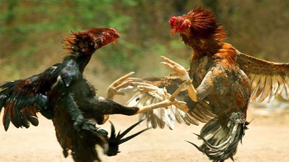 The 15 Best Cockfighting Breeds and Gamefowl