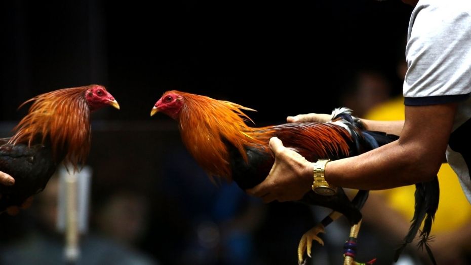 The Evolution of Cockfighting into Online Betting