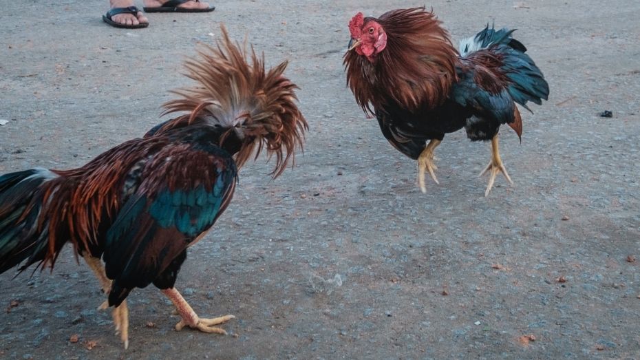 The History and Tradition of Cockfighting