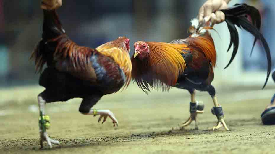 The Most Expensive Gamefowl Breed