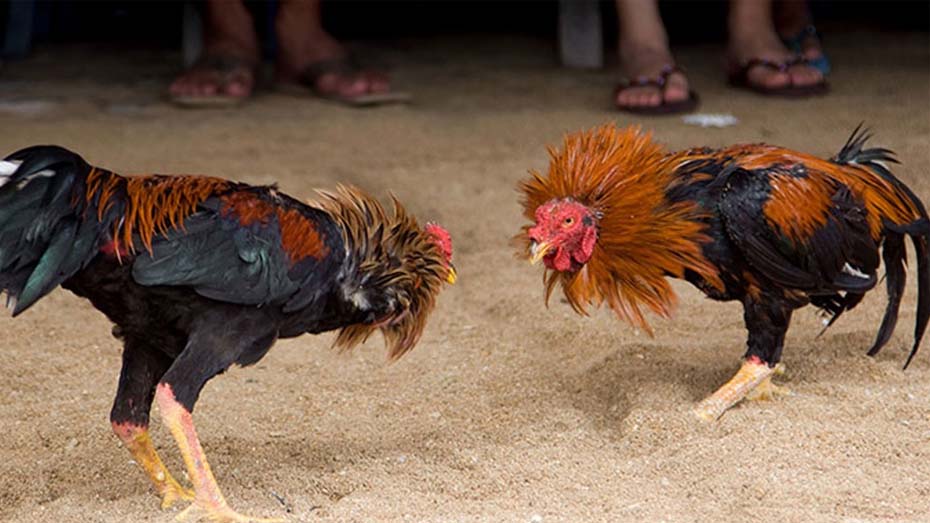 The Worst Cockfighting Breeds in Sabong