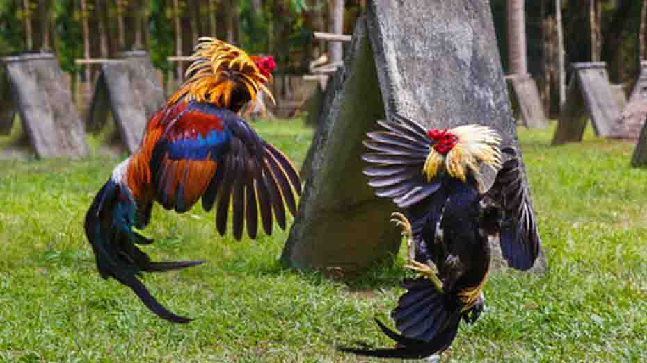 Top Breeds of Fighting Roosters