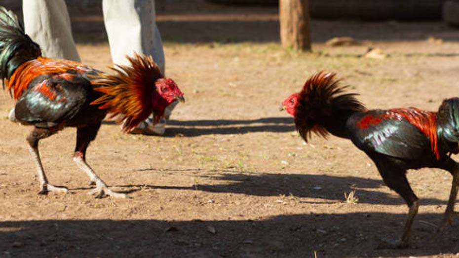 Understanding Selective Breeding in Game Fowls