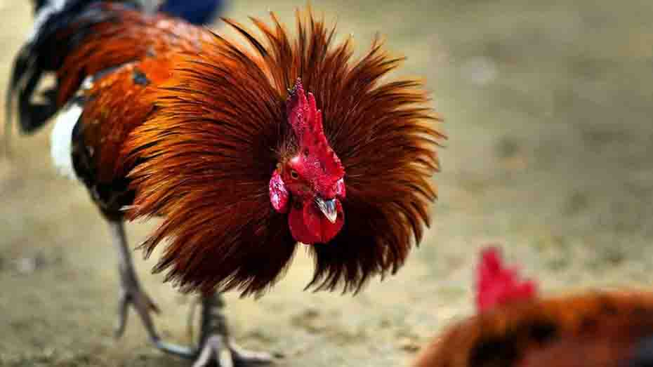 What Makes a Fighting Rooster Breed Expensive