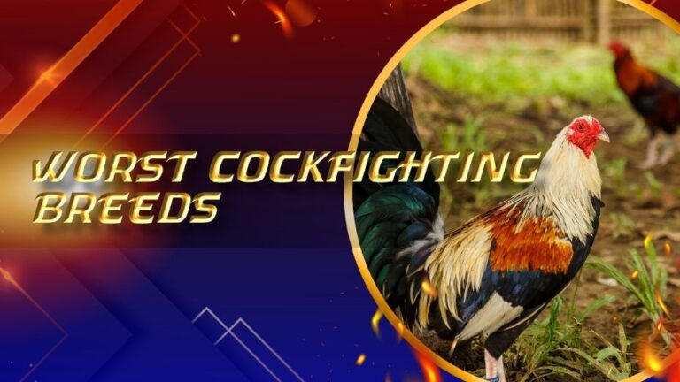 Worst cockfighting breeds