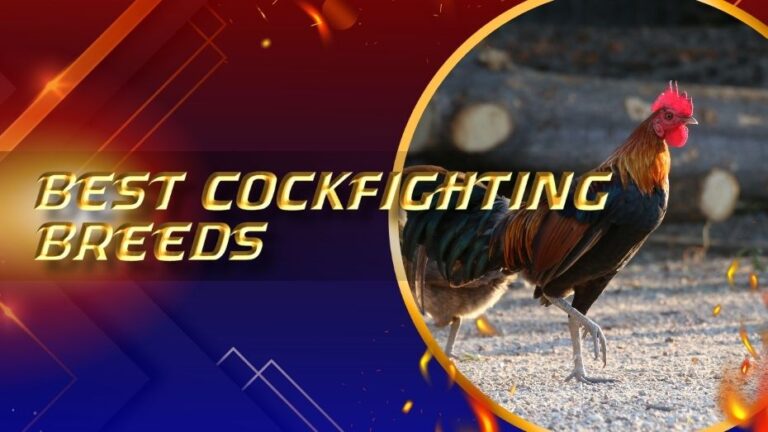 best cockfighting breeds