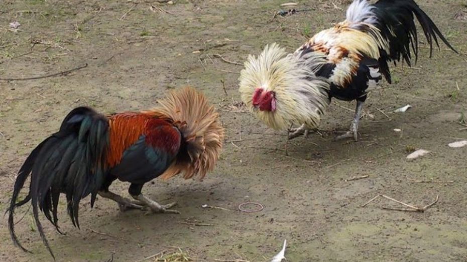 Key Elements of a Gamefowl Farm