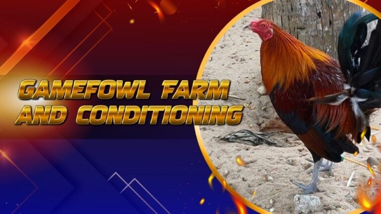 Gamefowl Farm and Conditioning